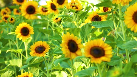 campo de girasol