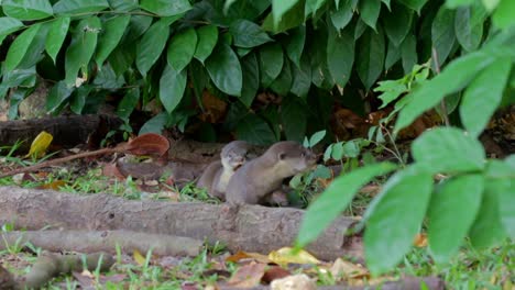 Cachorros-De-Nutria-De-Pelo-Liso-Jugando-Entre-Ellos-2