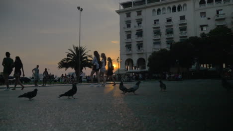 pigeons on the city square at sunset