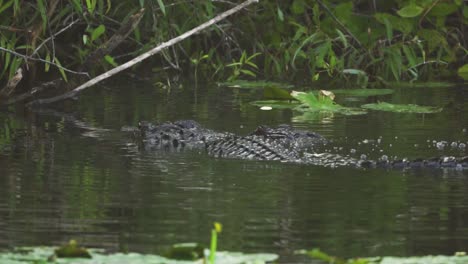 Caimanes-Apareándose-En-El-Estanque-Del-Pantano-De-Los-Everglades-Del-Sur-De-Florida-En-Cámara-Lenta