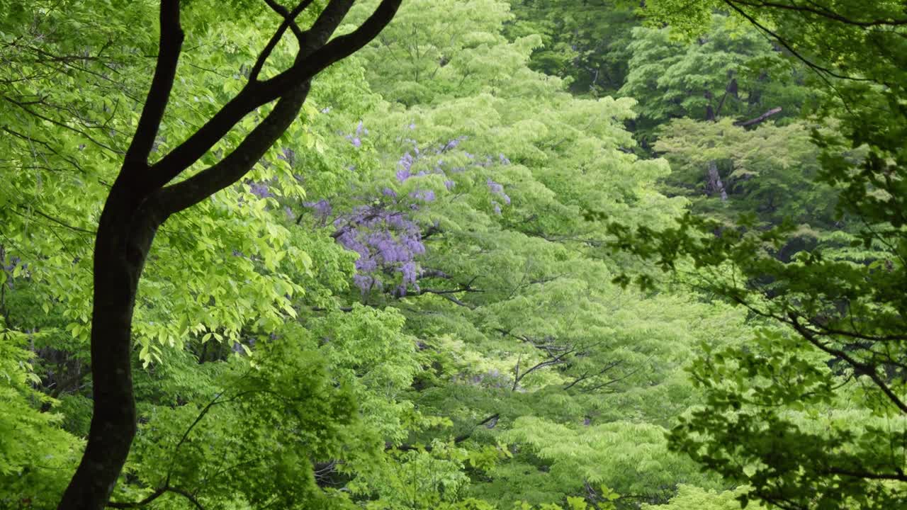 Vibrant purple Wisteria growing inside lush green forest