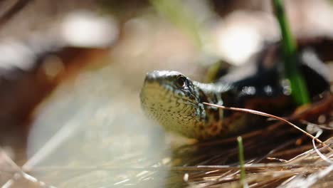 lacerta viridis - green lizard, in dry grass, staying in the sun warming up