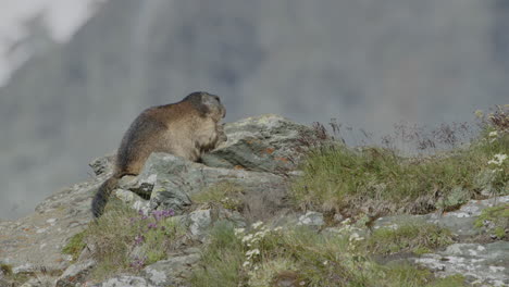 marmota mirando hacia fuera en una roca.