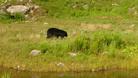 Wilder-Schwarzer-Bär-Geht-An-üppigen-Flussufern-Entlang-Und-Sucht-Nach-Nahrung-Kanada