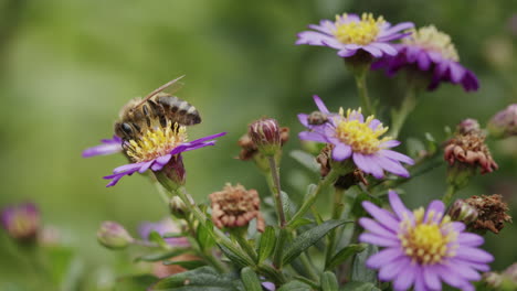 en busca de néctar en la abeja de la flor