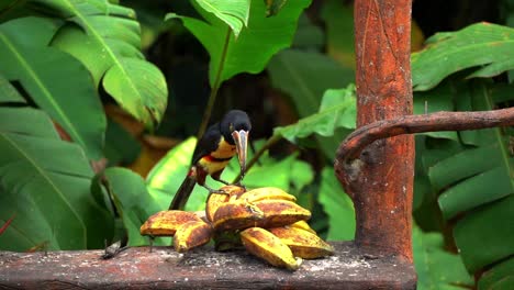 a collared toucan stands on top of a banana while eating it