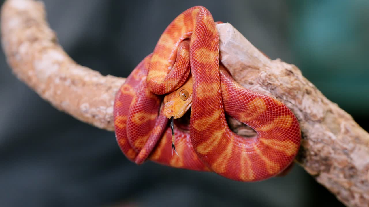 Bright orange snake twisting around a branch, captured in slowmotion for a dynamic view
