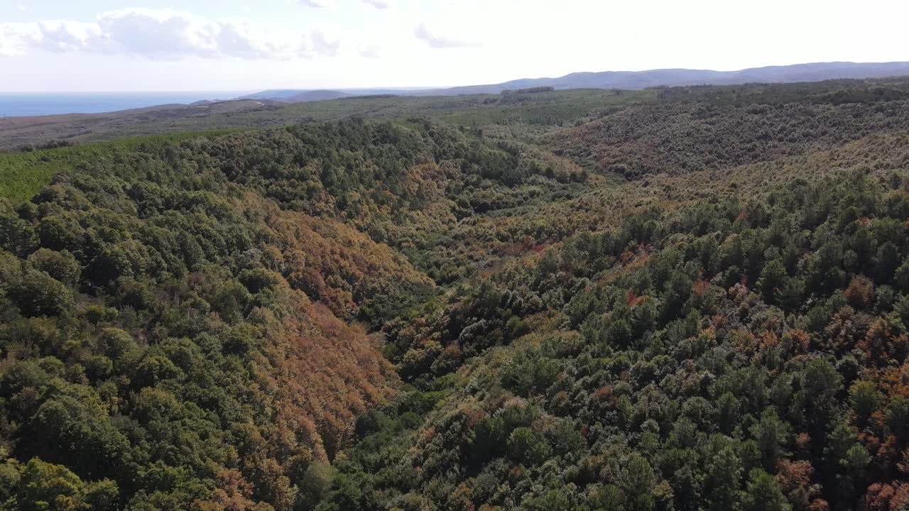 Foresta Aerea Drone