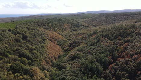 Bosque-De-Drones-Aéreos