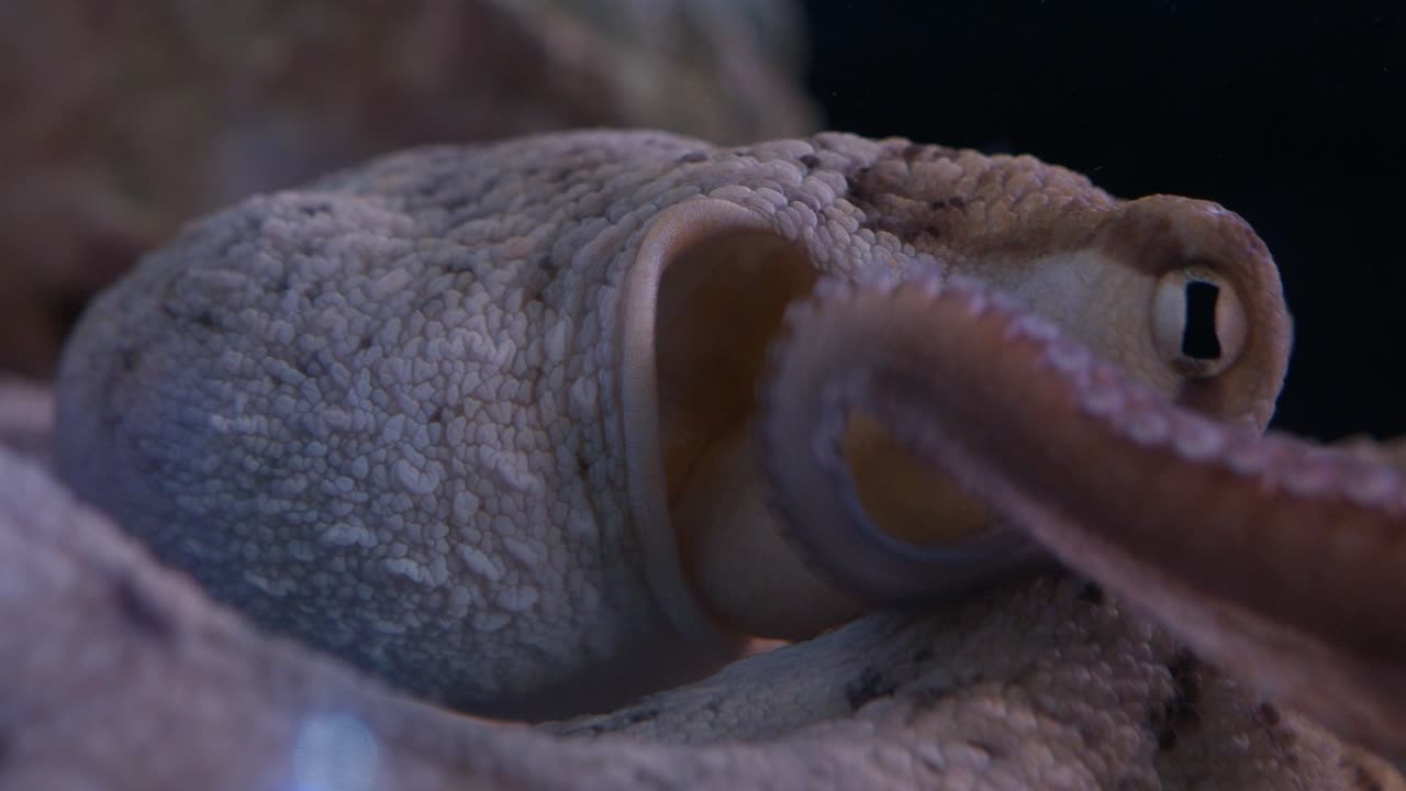 sistema respiratorio de pulpo en primer plano