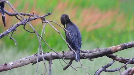 cormorant in pond mp4 4k .