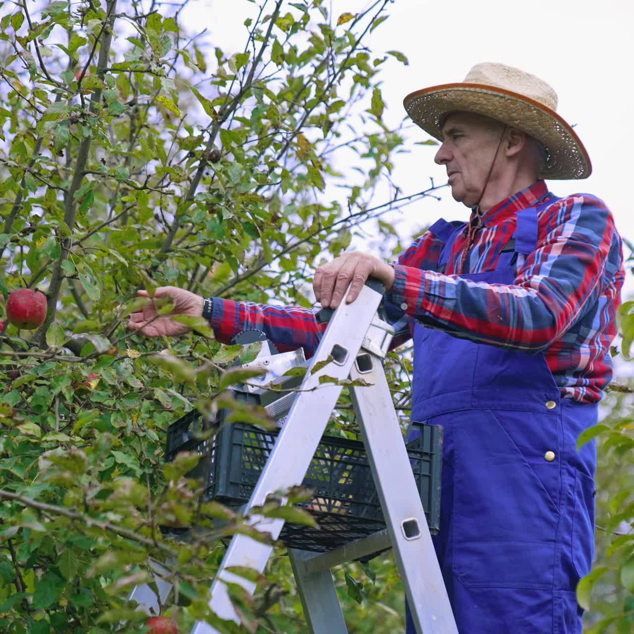 Old farmer picking apples in the garden. Farmer in blue overalls and hat taking off ripe apples from branch in autumn time. Side view
