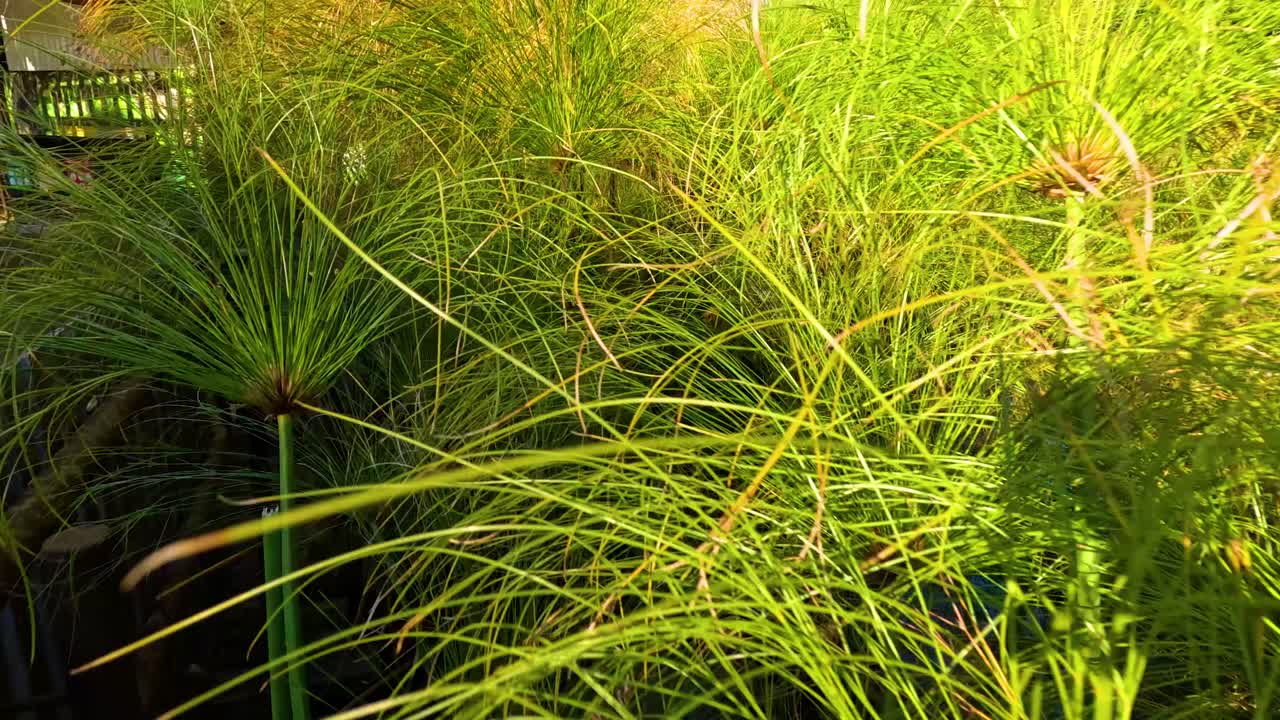 Close-up view of lush Cyperus papyrus plants in sunlight