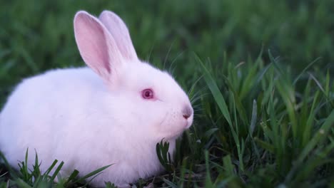 a close-up of a white rabbit with red eyes sitting in green grass