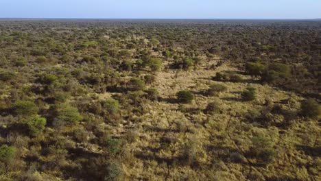 Toma-Aérea-De-Un-Paisaje-Interminable-De-Sabana-En-El-Horizonte-Recto-De-áfrica