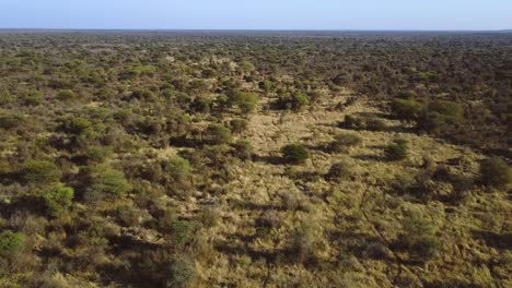 toma aérea de un paisaje interminable de sabana en el horizonte recto de áfrica
