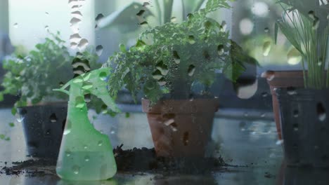 animation of raindrops over houseplant in pots and watering spray