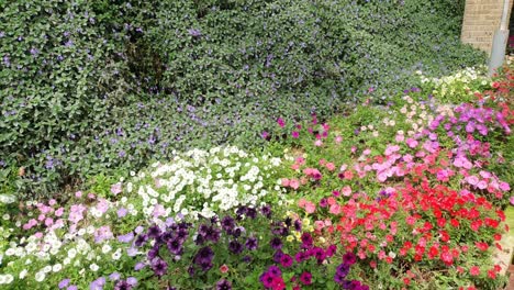 the beautiful flowers and grass beds of cameron highlands malaysia