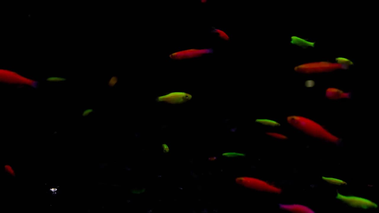 zebra danio neon glolight o danio glofish que están modificados genéticamente para emitir un brillo de neón en la oscuridad