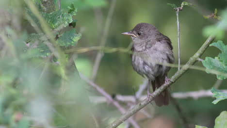 a video about a thrush nightingale