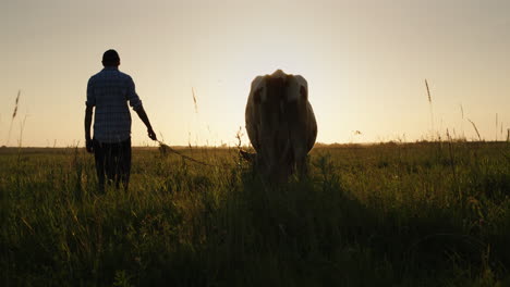 Farmer-keeps-cow-on-a-lead