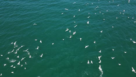 Gaviotas-Volando-Sobre-El-Océano-Y-Esperando-Presas-Para-Comer---Paisaje-Marino-De-La-Costa-Dorada,-Qld,-Australia