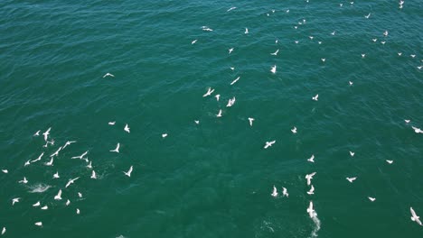 gaviotas volando sobre el océano y esperando presas para comer - paisaje marino de la costa dorada, qld, australia