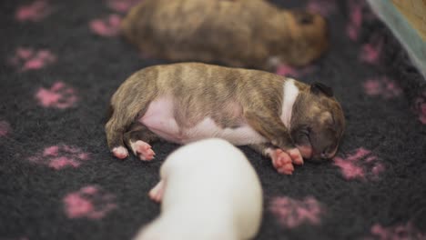 cute and adorable two weeks old english bull terrier puppies