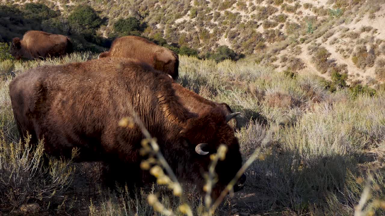 manada de bisontes en el chaparral