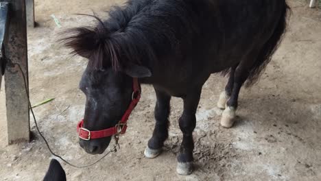 black miniature horse