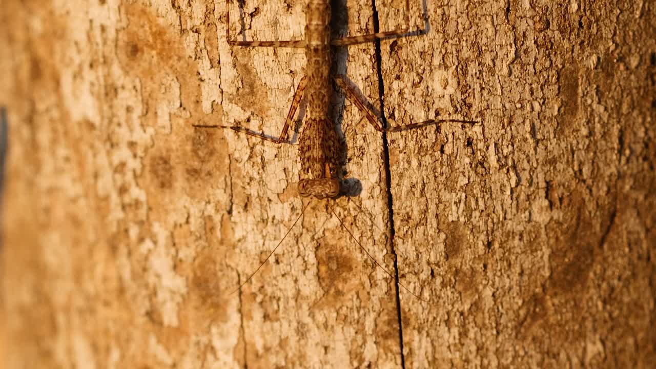 Mantide religiosa che si arrampica sulla corteccia di un albero nei Giardini Botanici