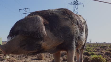 close up shot of cute hairy pig with dropping ears eating on farmland during sunny day
