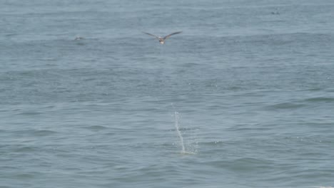 三隻秘魯<unk>鳥向海潛水釣魚 兩隻進入海面,一個中止潛水