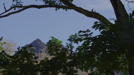 Mountain-peak-revealed-through-trees