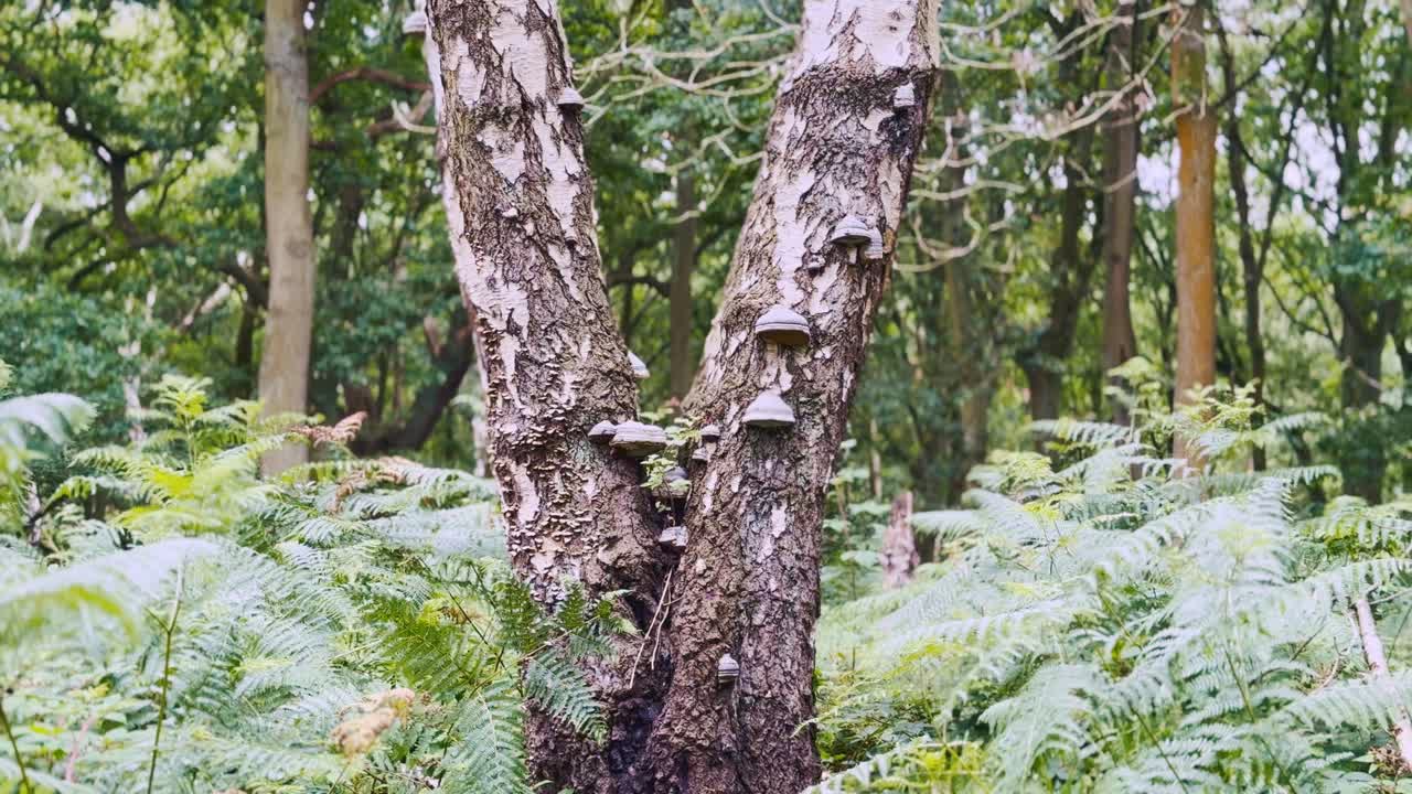 Mushrooms growing on a tree trunk in Sherwood Forest, England