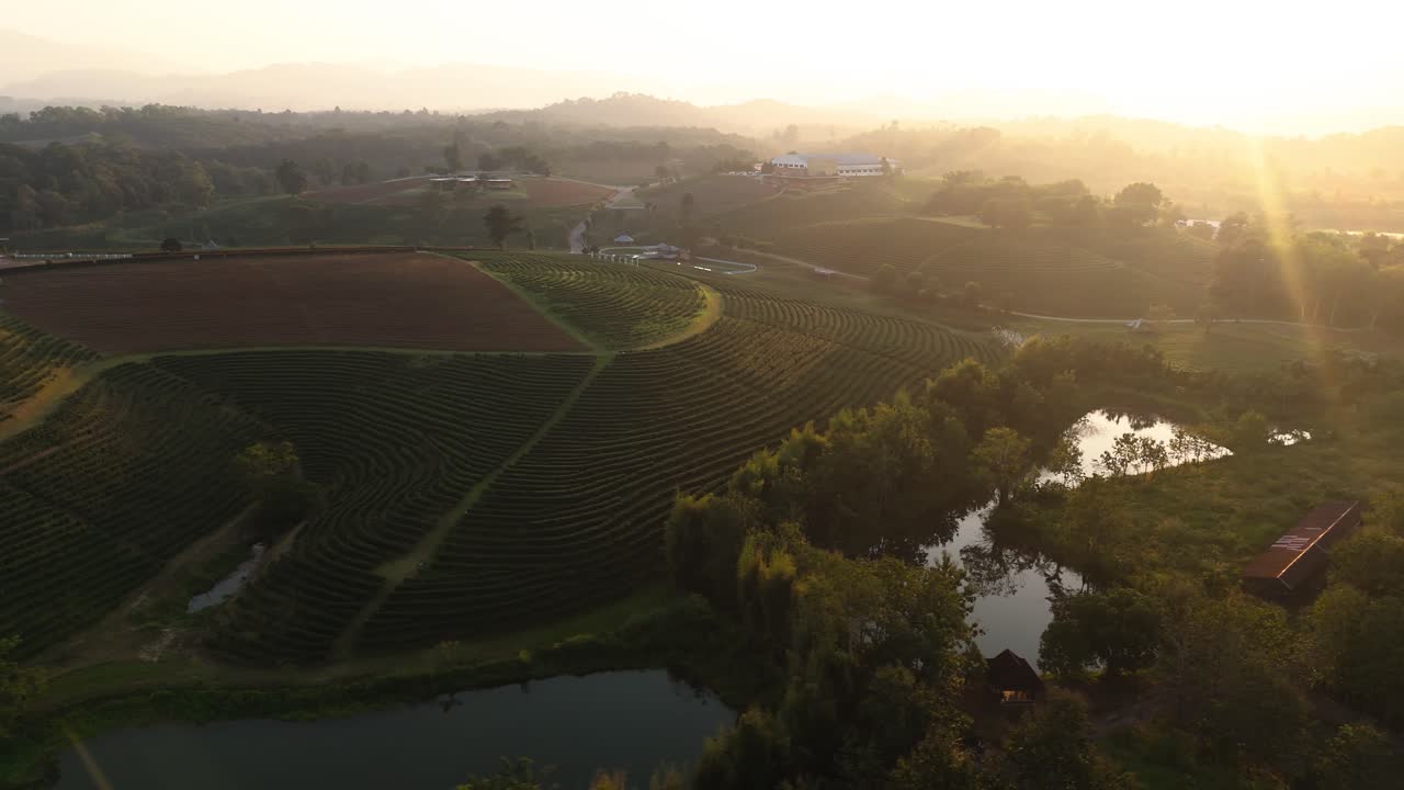 Vista drone della piantagione di tè Choui Fong, provincia di Chiang Rai, Thailandia