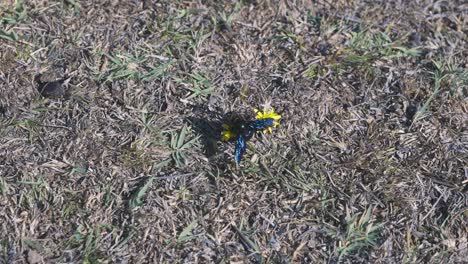 Primer-Plano-De-Una-Mosca-Con-Alas-Azules-Brillantes-Tomando-Los-Nutrientes-De-Una-Planta