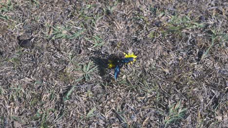 primer plano de una mosca con alas azules brillantes tomando los nutrientes de una planta