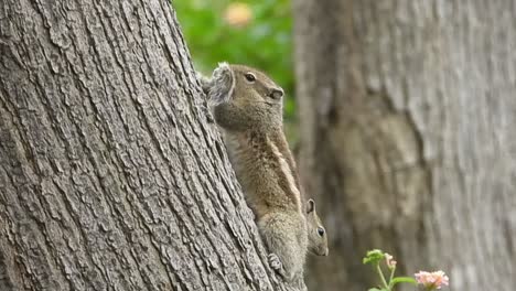 Close-up-of-chipmunk-grooming-tail-of-another-one