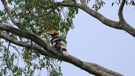 seen from its back while perched on a branch as it looks to the left, great hornbill buceros bicornis, thailand