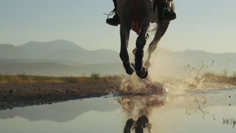 White-horse-running-majestically-through-the-puddle,-making-splashes-in-slow-motion