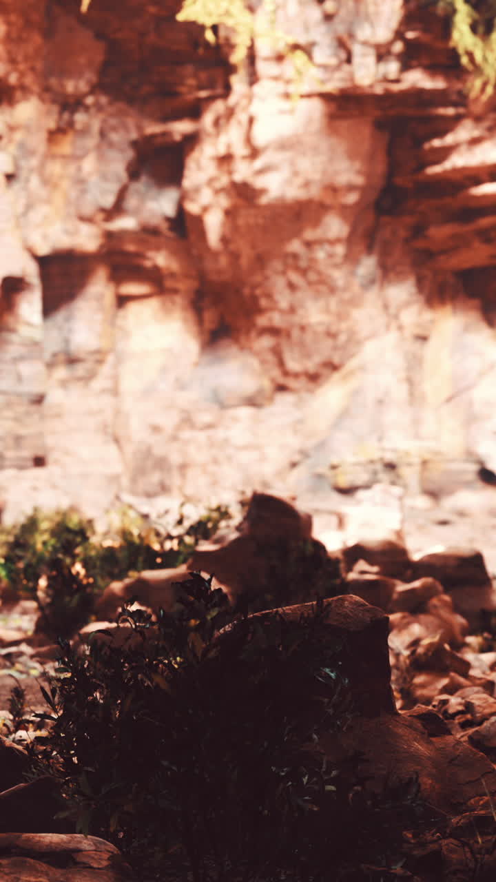 cueva oscura con plantas y rocas