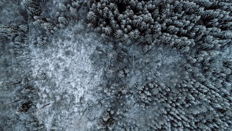 high above a frozen and snowy forest - aerial straight down then tilt up motion