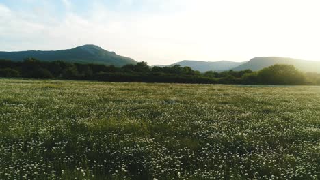 flower-filled meadow with mountains in the background