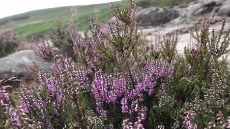 Heidekraut-Weht-Im-Wind-An-Einem-Hochsommertag-In-Der-Nähe-Von-Glendalough-Miner&#39;s-Village-In-Den-Wicklow-Mountains