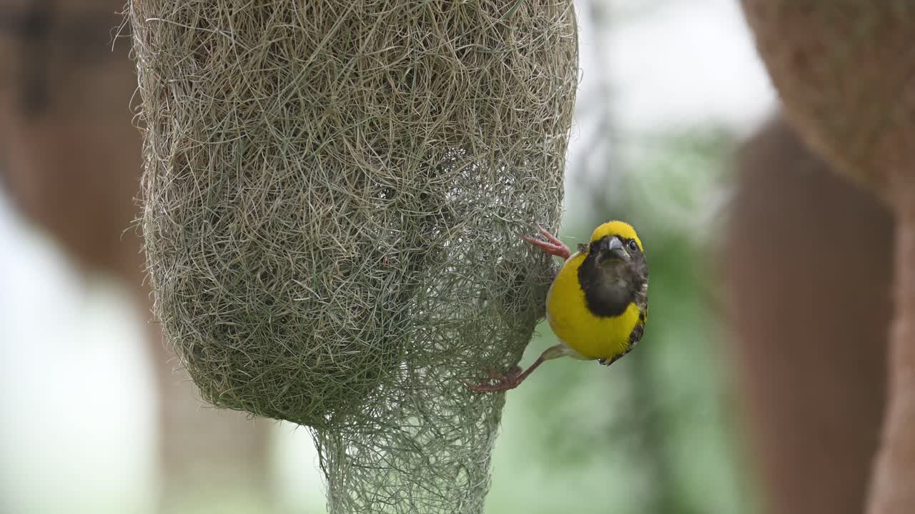 Dawn light closeup of bird weaving suspended nest with grass