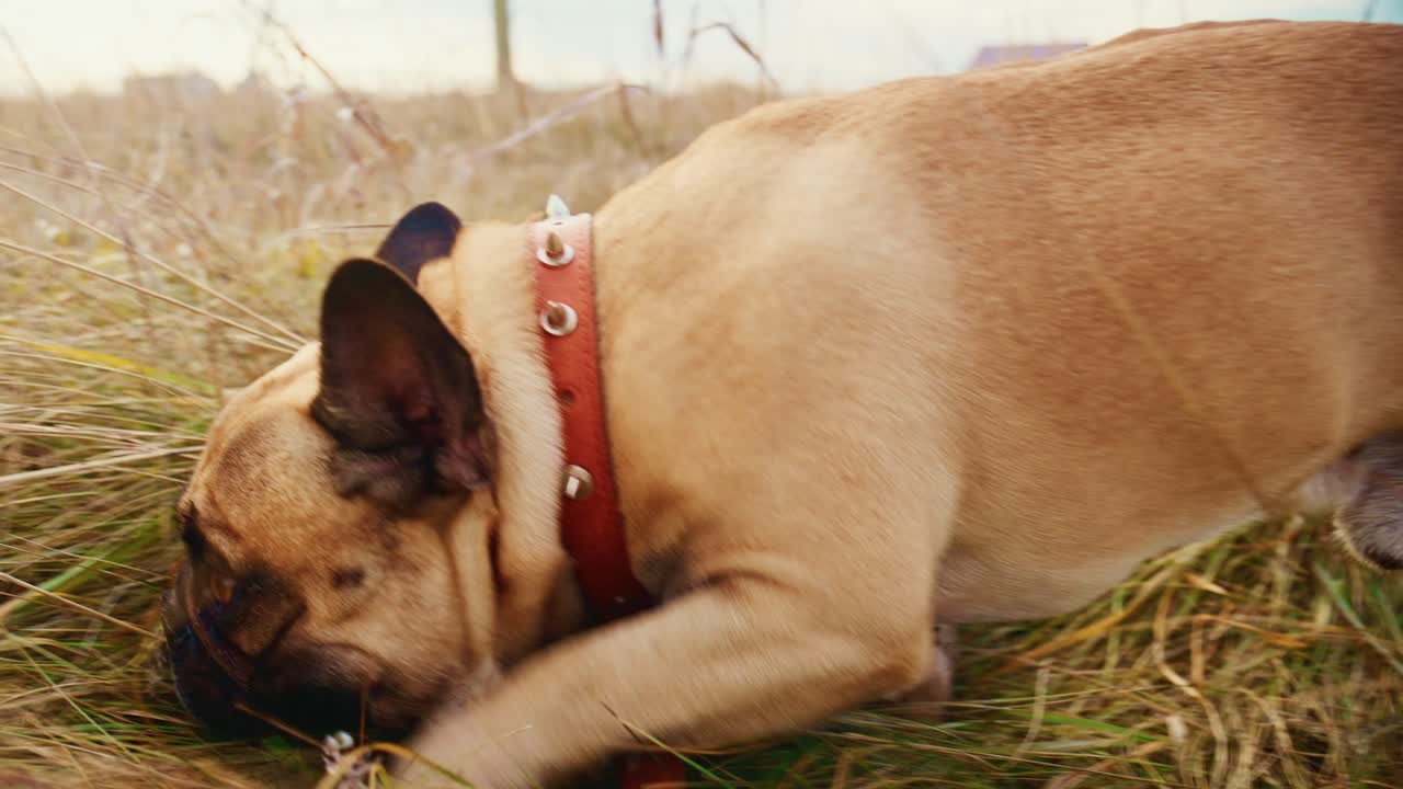 En leken hund utforsker omhyggelig et stort, gresskledd felt under en klar, blå himmel, og viser gleden og nysgjerrigheten til en hundevenn når den samhandler med naturen og miljøet rundt seg