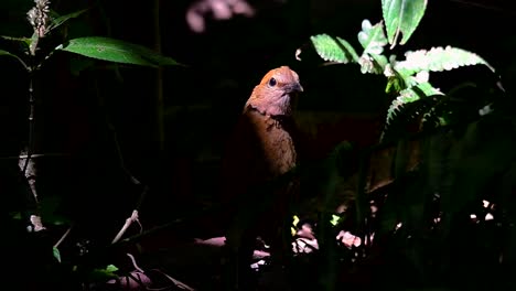 la pitta de nuca oxidada es un ave confiada que se encuentra en hábitats de bosques montañosos de gran altura, hay muchos lugares en tailandia para encontrar esta ave