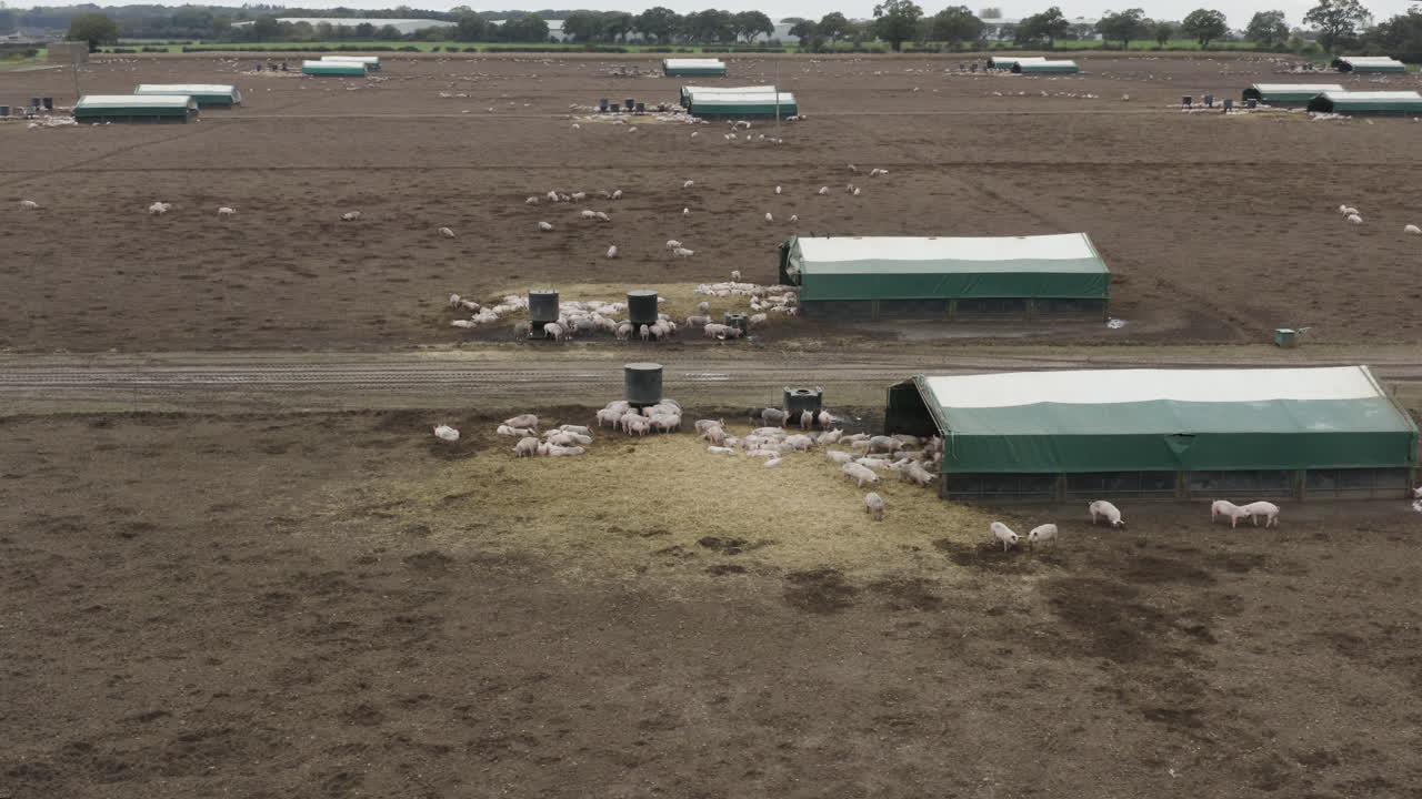 свиноферма с грязными полями, множеством зданий и животных