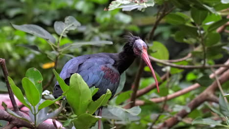ibis coloridos descansando sobre los árboles